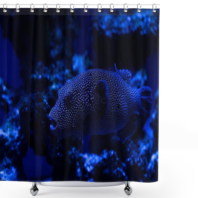 Personality  Exotic Fish Swimming Under Water In Aquarium With Blue Lighting Shower Curtains