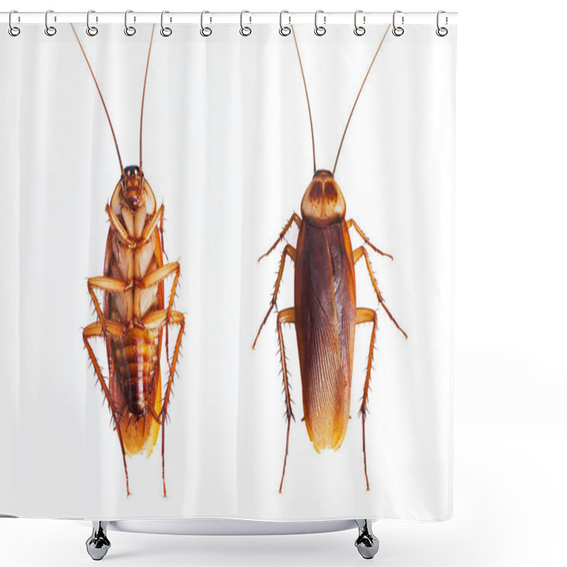 Personality  Dead Cockroaches On White Background  Shower Curtains