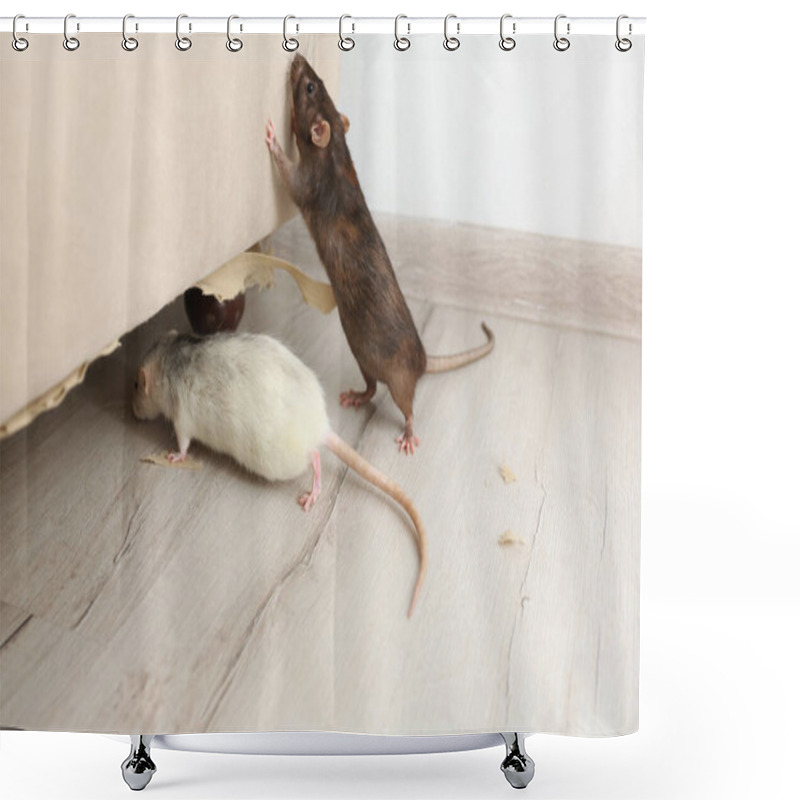 Personality  Rats Near Damaged Furniture Indoors. Pest Control Shower Curtains