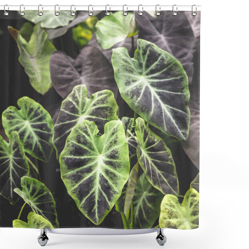 Personality  Close Up Image Of Colocasia Black Magic Leaves  On Dark Background. Shower Curtains