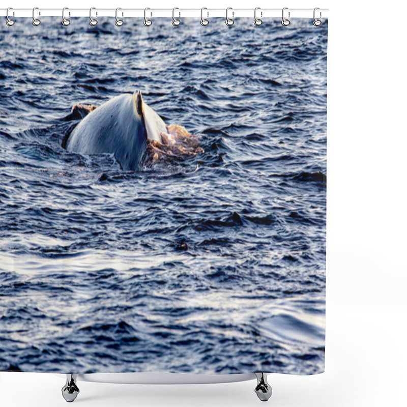 Personality  Beautiful And Big Whale On The Surface Of The Gulf Of California Where The Sea Of Cortez Meets The Pacific Ocean, In The State Of Baja California Sur, Mexico. Shower Curtains