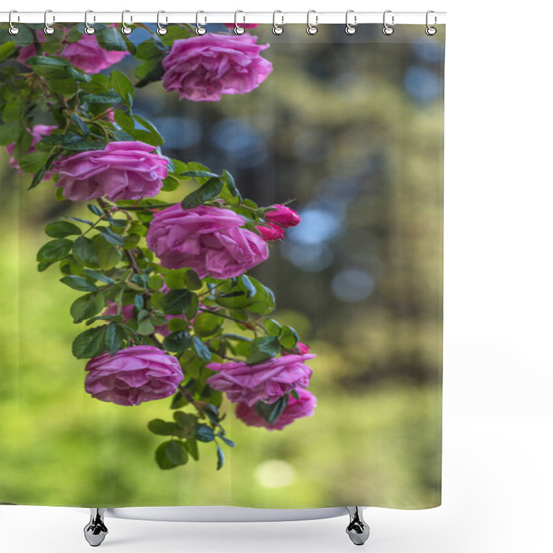 Personality  Pink Climbing Garden Rose On A Green Background On A Branch Shower Curtains