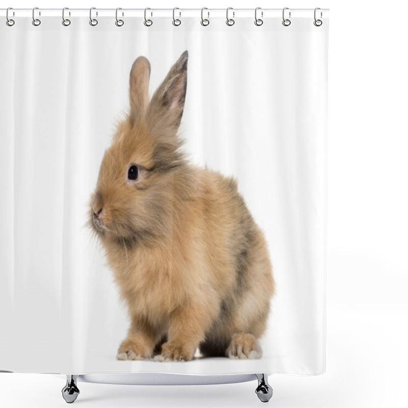 Personality  Young Lionhead Rabbit, Four Months Old Sitting Against White Shower Curtains