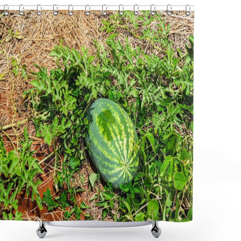 Personality  A Large Watermelon Is On Its Vine That  Is Growing In A Garden Covered With Dried Grass. Shower Curtains