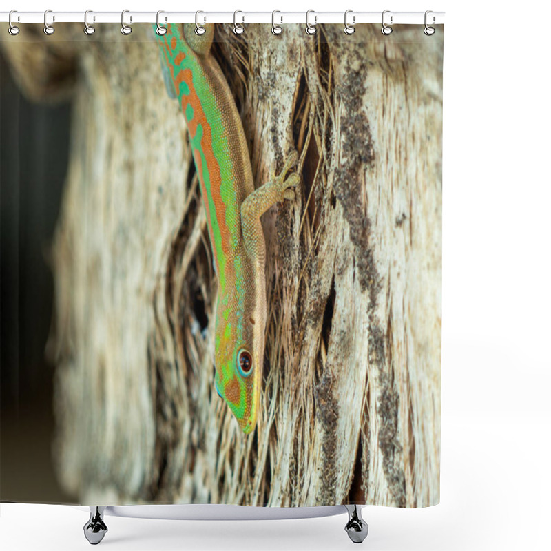 Personality  Madagascar Day Gecko, Madagascar Island Tropical Forest Jungle Lizard Shower Curtains