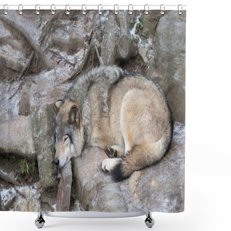 Personality  A Lone Timber Wolf Or Grey Wolf Canis Lupus Resting On A Rocky Cliff In Winter In Canada Shower Curtains