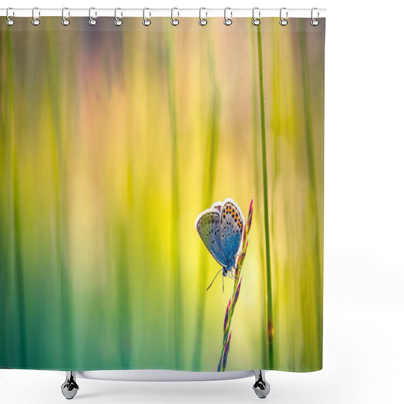 Personality  Nature Background Concept. Beautiful Summer Meadow Background. Inspirational Nature Closeup. Natural Sunset Meadow Grass In Sunlight With Beautiful Bokeh. Lush Grass Macro Butterfly In Nature Outdoors, Wide Format With Copy Space. Shower Curtains