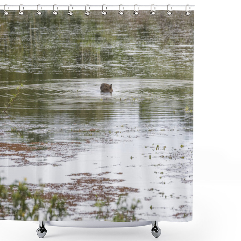 Personality  Capybara (Hydrochoerus Hydrochaeris) Rodent Swimming On Beautiful Lake With Wild Natural Landscape, Atlantic Rainforest Ecological Reserve In The Countryside Of Rio De Janeiro Near Guapiacu, Brazil Shower Curtains