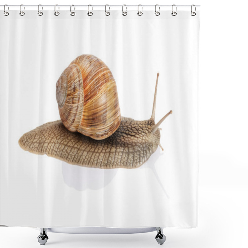 Personality  Garden Snail On White Background Shower Curtains