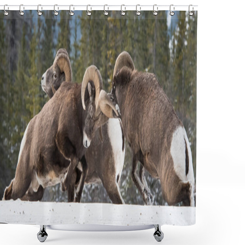 Personality  Bighorn Sheep, Rams. Nature, Fauna Shower Curtains