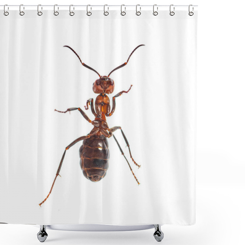 Personality  Red Wood Ant - Formica Rufa Or Southern Wood Ant, Isolated On White Shower Curtains