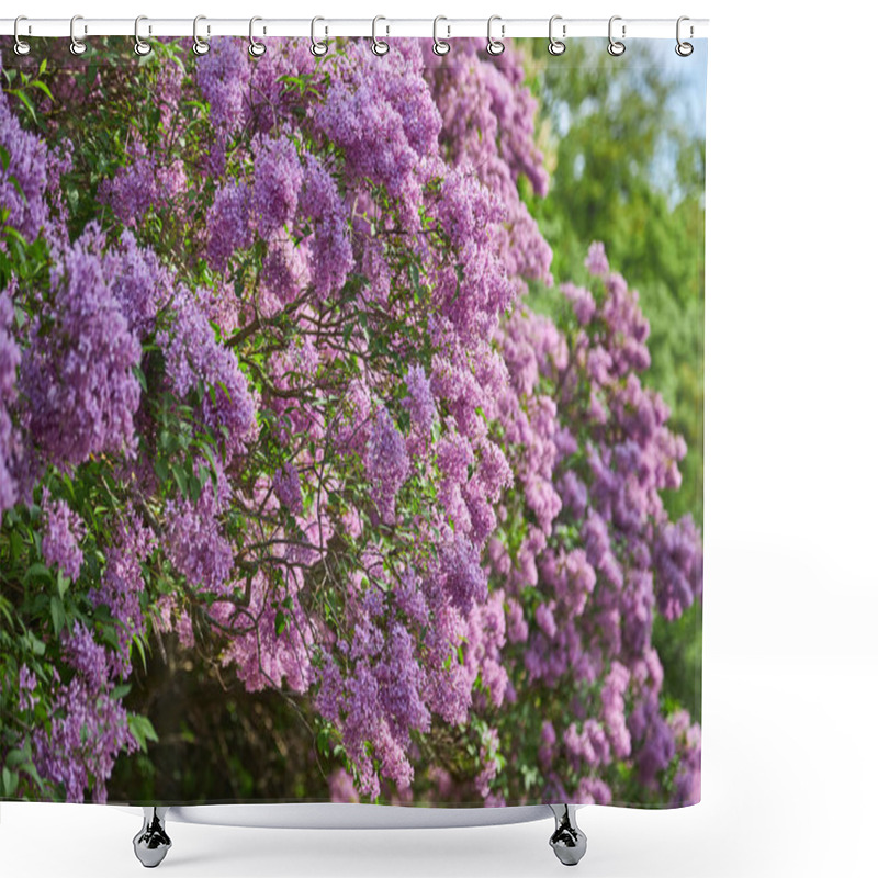 Personality  Beautiful Lilac Flowers With Selective Focus. Purple Lilac Flowers With Blurred Green Leaves. Spring Blossoms. Blooming Lilac Bushes With Tender Tiny Flowers. Purple Lilac Flowers On Bushes. Shower Curtains