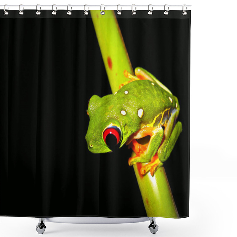 Personality  Red Eye Tree Frog Shower Curtains