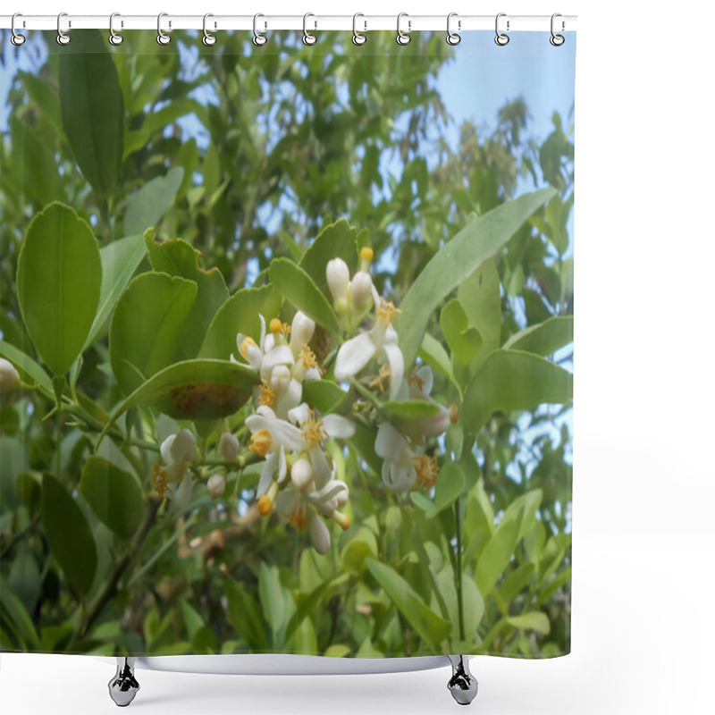 Personality  Blooms Of Leafy Branch Of Key Lime Tree From The Rutaceae Family Of The Aurantifolia Species. The Blossoms Are White Petals With Yellow Centre. On The Branches Of The Tree Are Very Sharp Thorns. The Leaves Are Of Average Size And Green. Shower Curtains