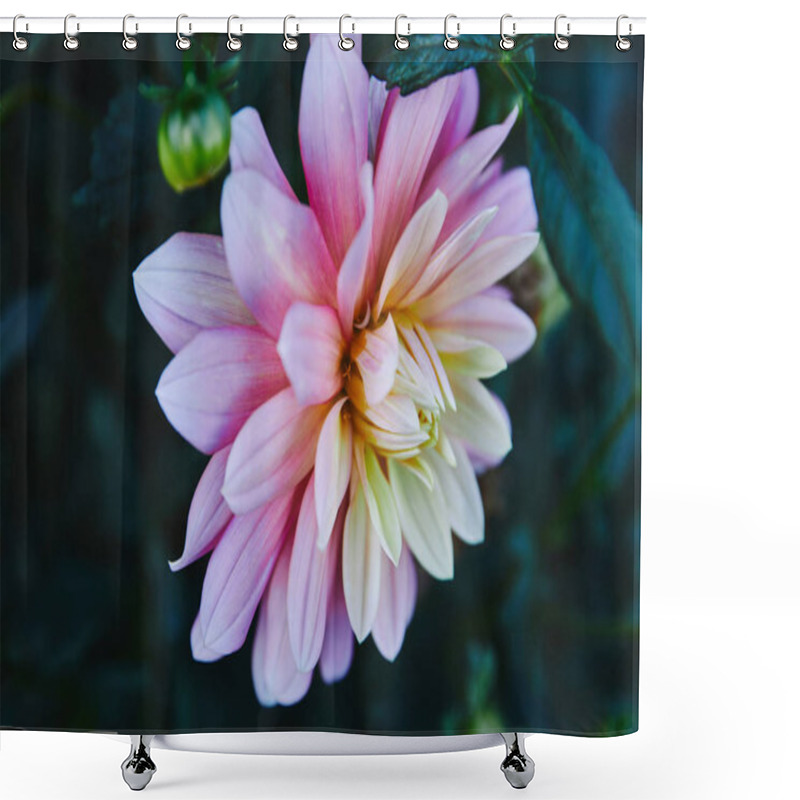 Personality  Beautiful White And Purple Chrysanthemum In Garden Shower Curtains