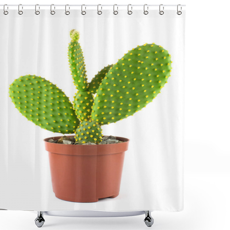 Personality  Potted Globe Cactus Isolated Over White Background Shower Curtains