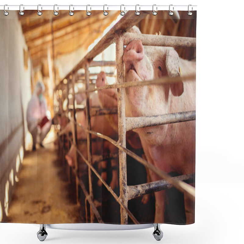 Personality  Veterinarian Examining Pig Farm Shower Curtains