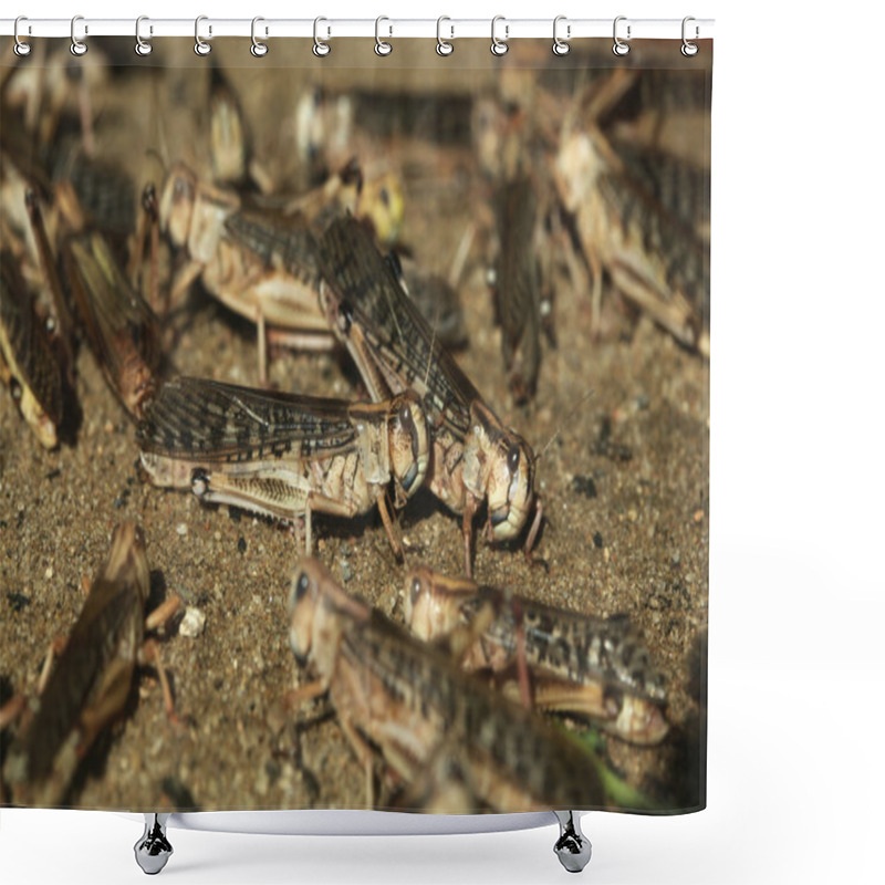 Personality  Desert Locust (Schistocerca Gregaria). Shower Curtains