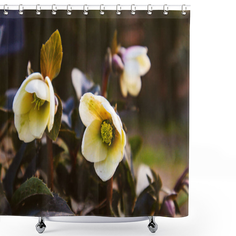 Personality  Helleborus Foetidus Green Buttercup, Frost Wild Flowers Grow In Spring Garden. A Primary Flower Cluster In Full Bloom. Springtime Nature Awaking.  Shower Curtains