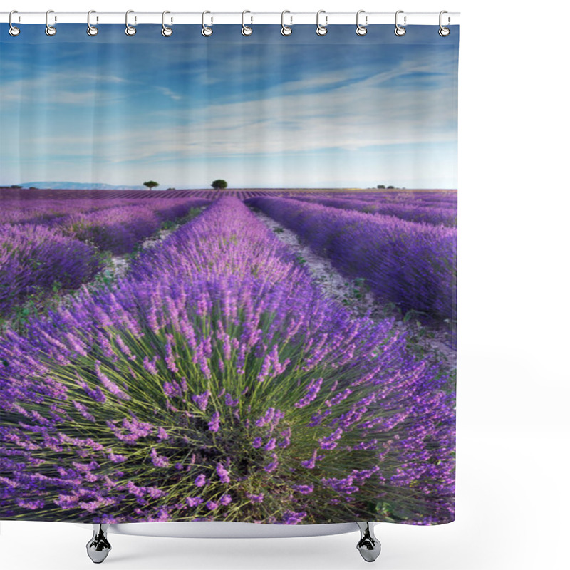 Personality  Lavender Field In Provence In The Early Hours Of The Morning Shower Curtains