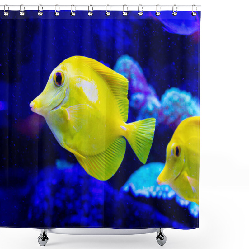 Personality  Zebrasoma Flavescens. Zebrasoma Salt Water Aquarium Fish Shower Curtains