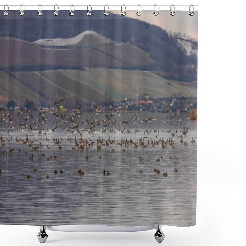 Personality  Ducks Swim On A Partially Frozen Lake. Palava In The Background. Shower Curtains