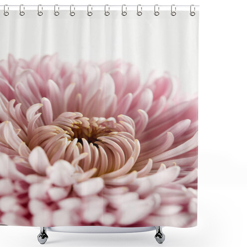 Personality  Close Up View Of Pink Chrysanthemum Isolated On White Shower Curtains