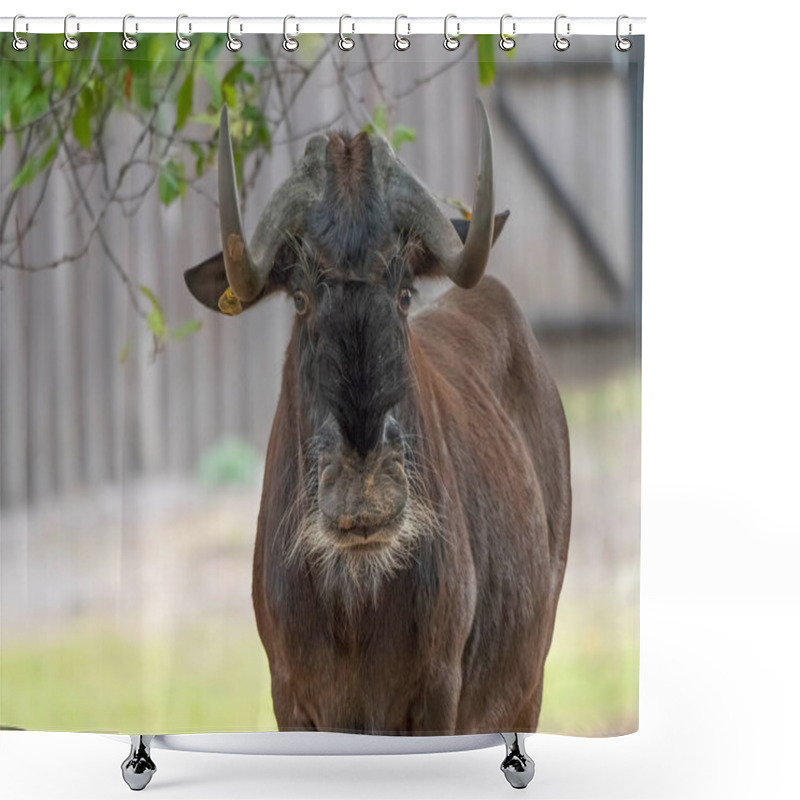 Personality  Sable Antelopes A Looking Right At You. Shower Curtains