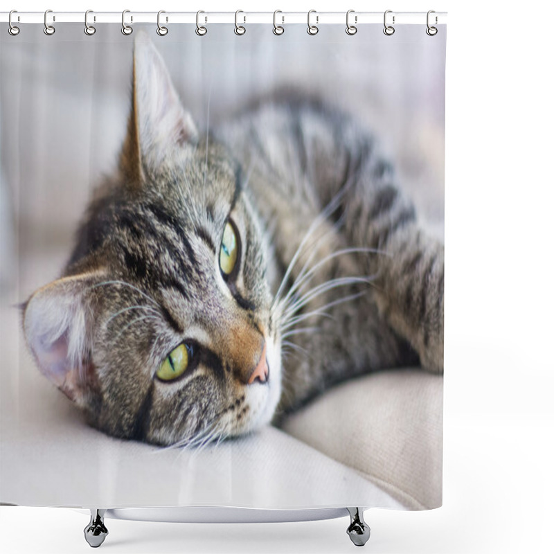 Personality  Cat Portrait, Tabby Feels Well And Is Cozy On A Light Gray Sofa Shower Curtains