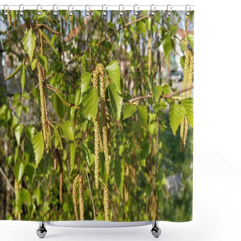 Personality  Fresh Green Birch Leaves And Catkins. Spring In A Birch Grove. Useful Plants And Trees. Energy And The Revival Of Life. Birch Seeds. Genus Of Deciduous Trees And Shrubs Of The Birch Family. Betulaceae Shower Curtains