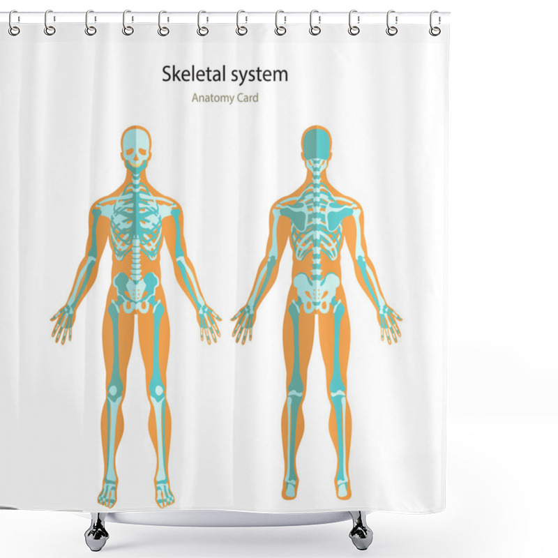 Personality  Anatomy Guide Of Human Skeleton. Anatomy Didactic Board Of Human Bony System. Front And Rear View. Shower Curtains