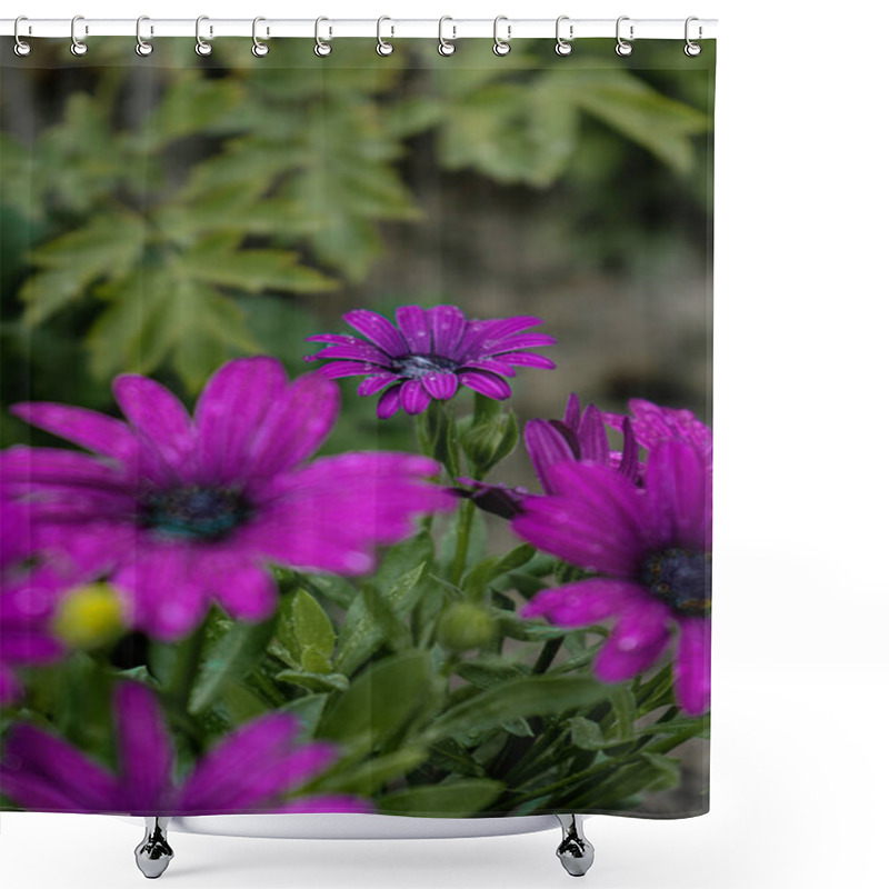 Personality  Purple Flowers In A Mystical Garden On A Mysterious Fairy Tale Summer Floral Background. Fantastic Nature, Dreamy Landscape. Toning In Restrained, Dark Tones And Shades Shower Curtains