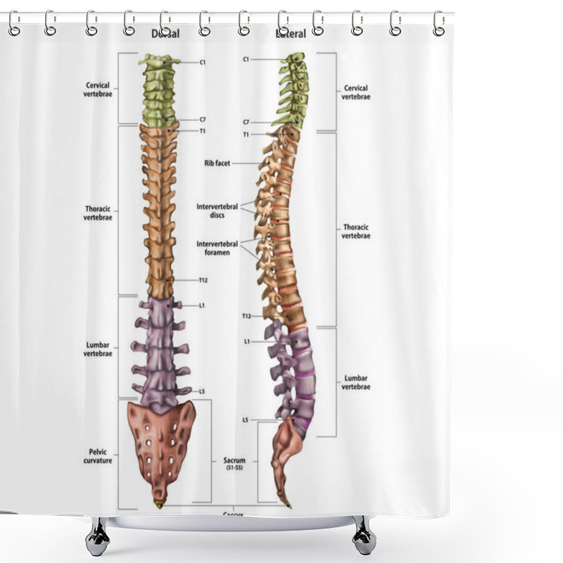 Personality  Illustration Of The Human Spine With The Name And Description Of All Sites. Lateral And Spinal Views. Shower Curtains