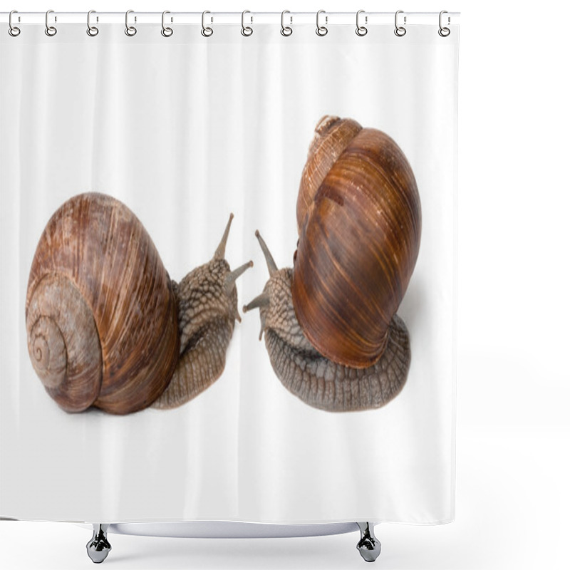 Personality  Two Snail Shower Curtains