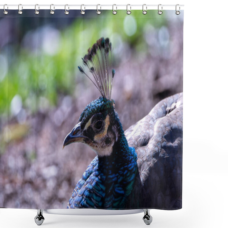 Personality  The Indian Peafowl, A Vibrant Omnivore, Eats Grains, Seeds, And Insects. Photographed In Lush Gardens. Shower Curtains