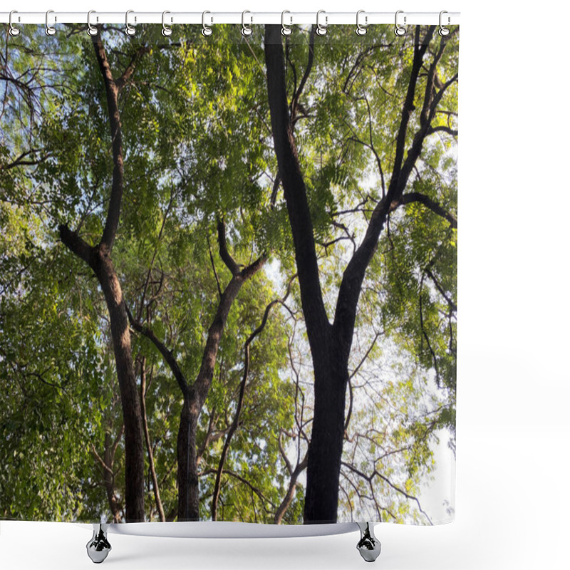 Personality  Dense Tree With Sprawling Branches And Rich Green Leaves Forms A Thick Canopy, Almost Completely Covering The Sky.  Shower Curtains