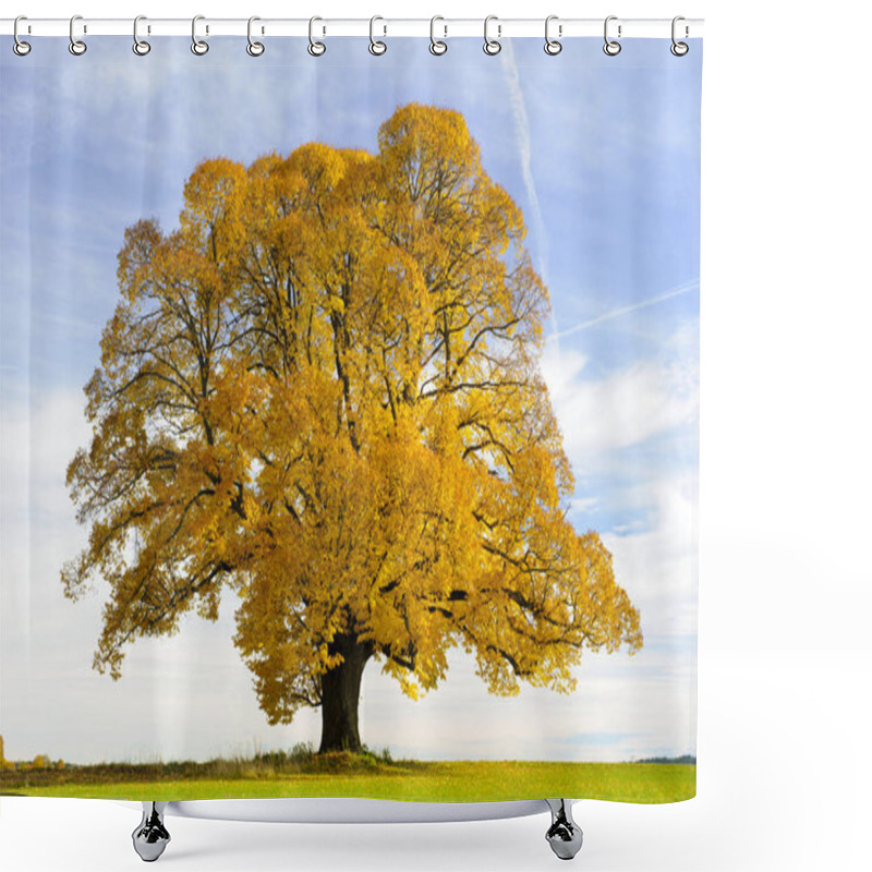 Personality  Single Big Old Linden Tree At Autumn Shower Curtains