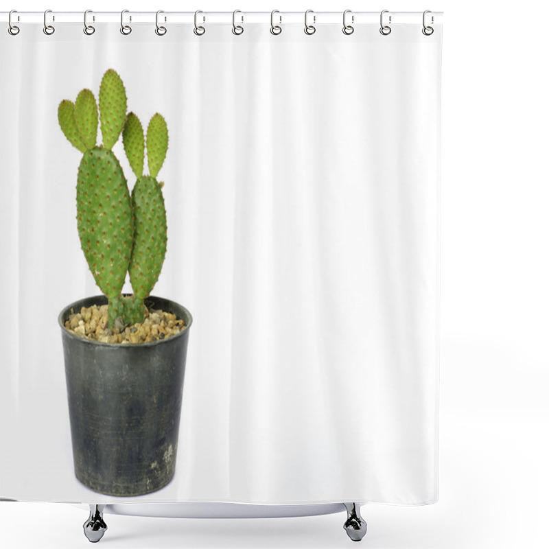 Personality  Bunny Ears Cactus (Opuntia Microdasys) Shower Curtains