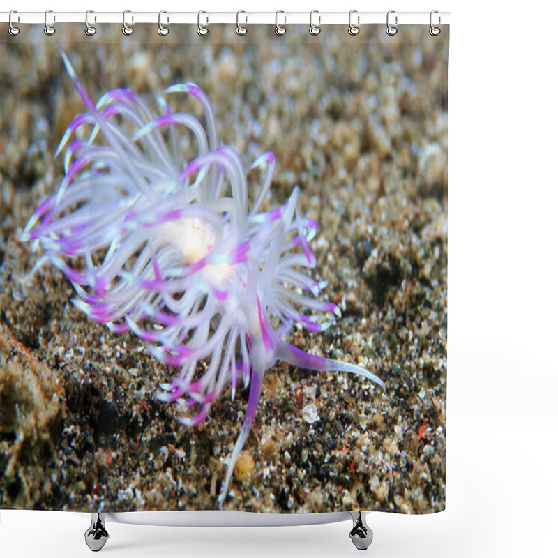 Personality  Flabellina Rubrolineata Shower Curtains