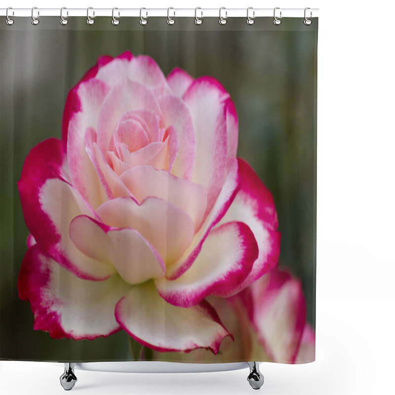 Personality  Roses In The Garden Shower Curtains