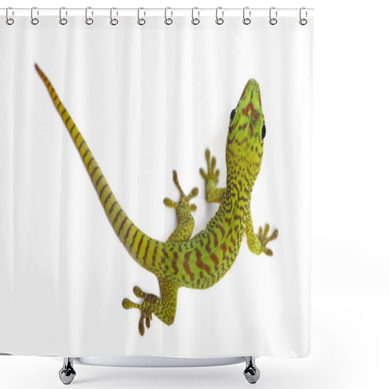 Personality  Madagascar Giant Day Gecko View From Up High, Phelsuma Madagasca Shower Curtains