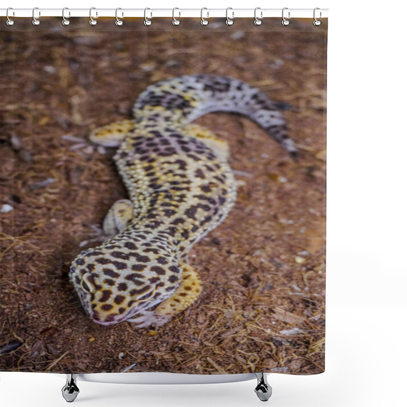 Personality  Close-up Of A Leopard Gecko, A Popular Exotic Pet With Vibrant, Spotted Skin, Scales, And Unique Colors. This Nocturnal Reptile Thrives In Desert Habitats, Showcasing Natural Camouflage And Predator Instincts. Shower Curtains