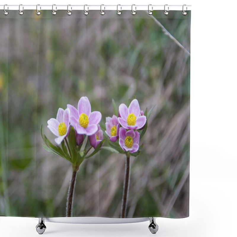 Personality  Wild Pink Anemones, Georgia. Shower Curtains