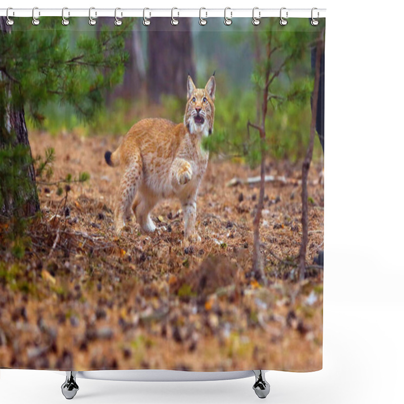 Personality  The Eurasian Lynx (Lynx Lynx), Also Known As The European Lynx Or Siberian Lynx In Autumn Colors In The Pine Forest. Shower Curtains