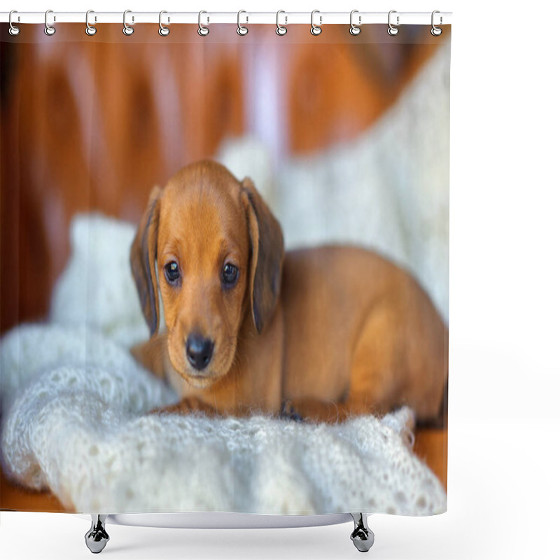 Personality   Cute Dachshund Puppy Shower Curtains