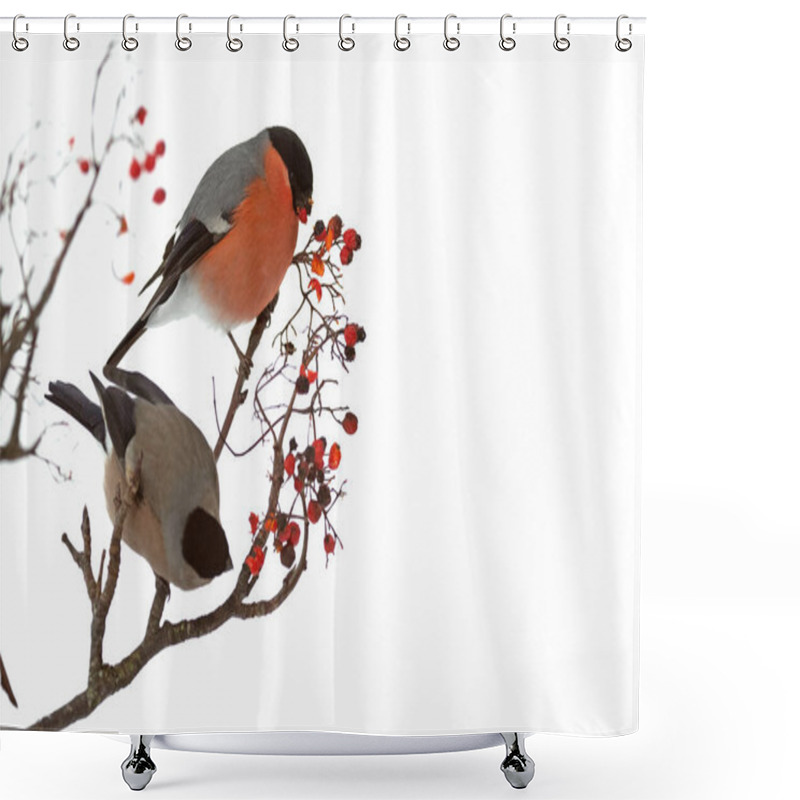 Personality  Eurasian Bullfinch Male Eating Berries In An Oak Forest Under A Heavy Snowfall In January Shower Curtains