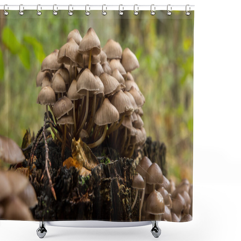 Personality  Mushrooms Group  On A Tree Stump Shower Curtains