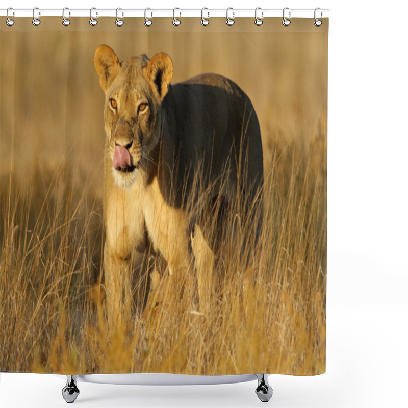 Personality  Lionesse Walking In Grasses Shower Curtains