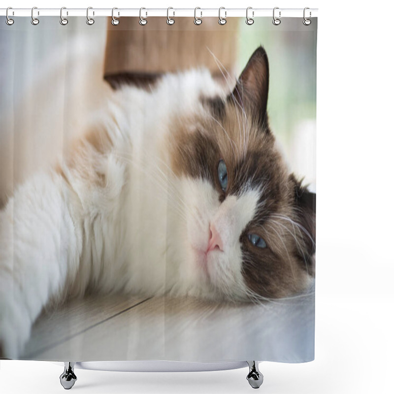 Personality  Beautiful Young White Purebred Ragdoll Cat With Blue Eyes, At Home. Shower Curtains