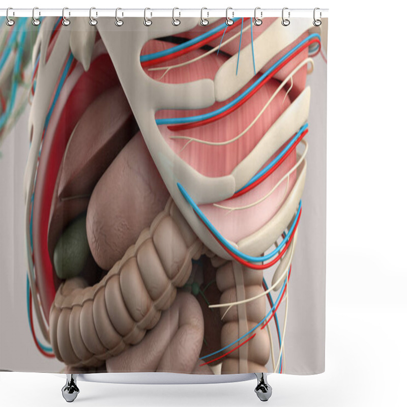 Personality  Human Anatomy Model Shower Curtains